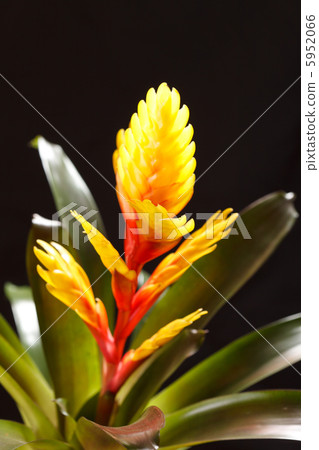 Window plant "vriesea splendens" 5952066