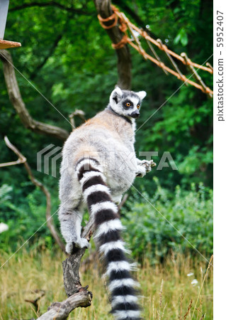 Cute Lemur 5952407