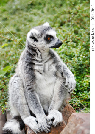 Cute Lemur 5952604