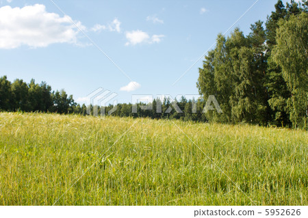 field of wheat field of wheat 5952626