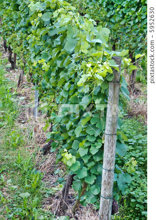 Beautiful Vineyard Landscape Beautiful Vineyard Landscape 5952630