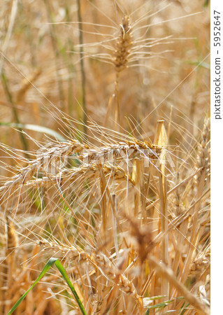 Fields of wheat Fields of wheat 5952647