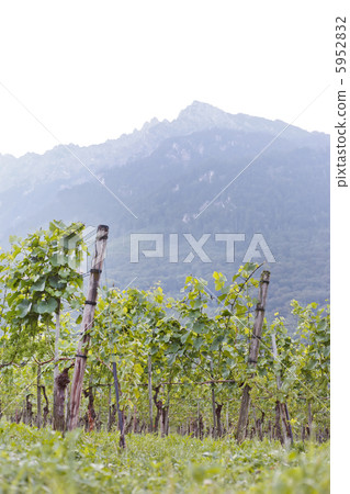 Beautiful Vineyard Landscape 5952832