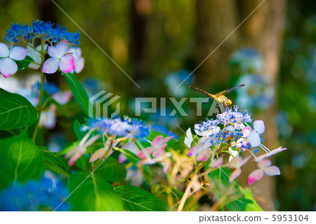繡球花和蜻蜓 5953104