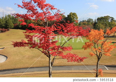 照片素材(圖片): 楓樹 紅楓 楓葉