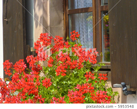 常春藤天竺葵在窗口邊 5953548