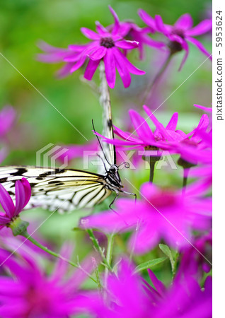 蝴蝶的天堂 5953624