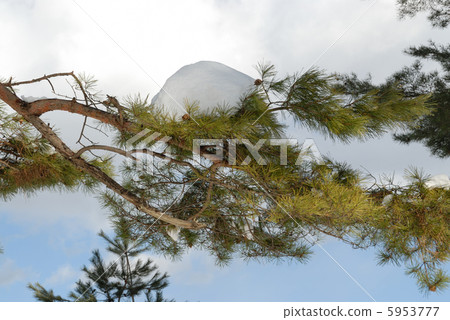 Pine branches and snow 5953777