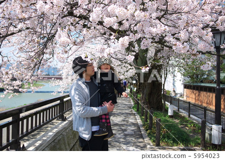 Cherry-blossom viewing  5954023