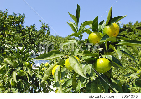 Wenzhou Mingcheng 5954076