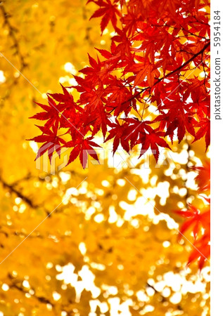 Autumn leaves (autumn image) Autumn leaves (autumn image) 5954184