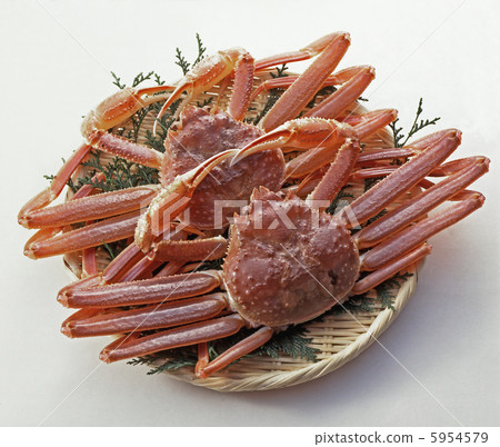 雪蟹 5954579