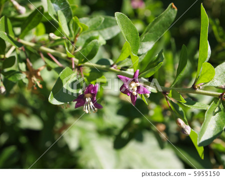 Wolfberry flowers 5955150