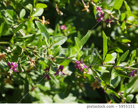 Wolfberry flowers 5955151