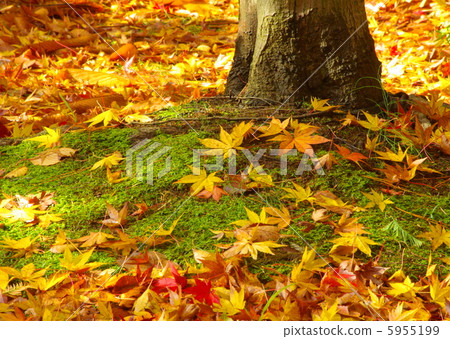 Fallen leaves in the park 5955199