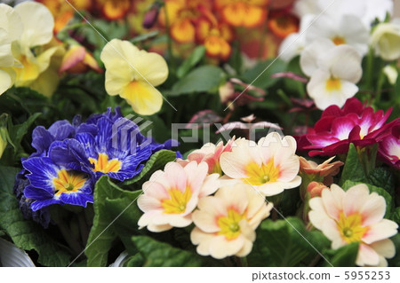 Flowerpool 2 5955253