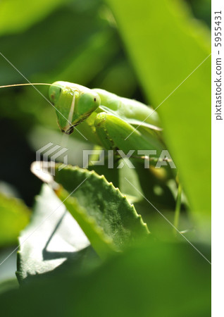 螳螂 螳螂 5955431