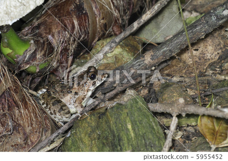 Saxillary Frog Frog 2 Saxillary Frog Frog 2 5955452