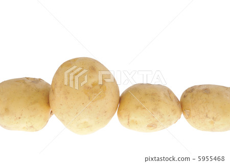 potato potato 5955468