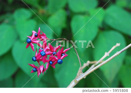 Rabbit fruit 5955808