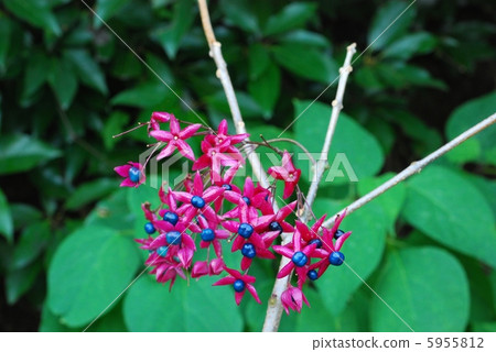 Rabbit fruit 5955812