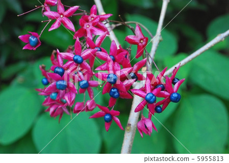 Rabbit fruit 5955813