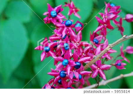 Rabbit fruit 5955814