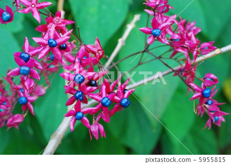 Rabbit fruit 5955815