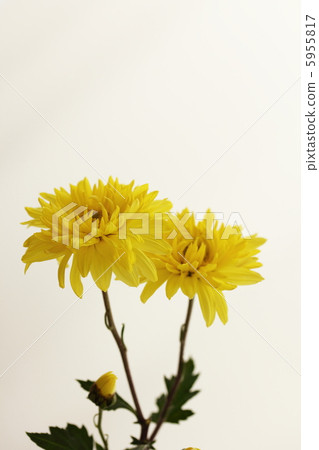 菊花 菊花 5955817