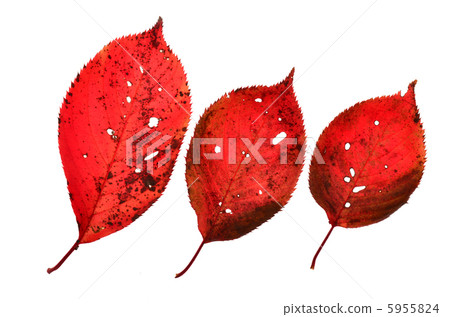 秋天的樹葉 5955824