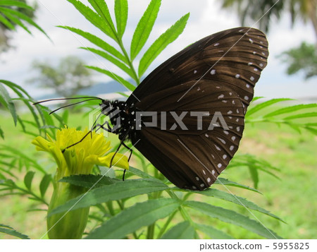 Tsumura Maki Madara 5955825