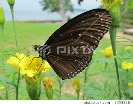 Tsumura Maki Madara 5955826