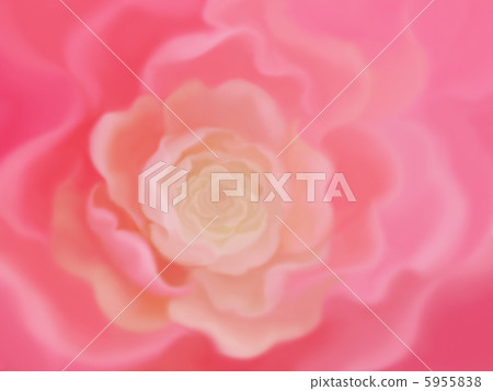 Salmon Pink Rose 5955838