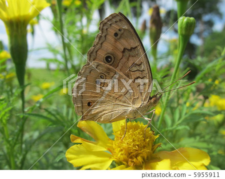 Tatehamodoki 5955911