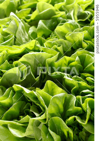 Salad cheese Salad cheese 5955946