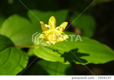 Flowers that shine in the forest 5956147