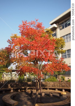 Brightly colored schoolyard cutlery tree Brightly colored schoolyard cutlery tree 5956310