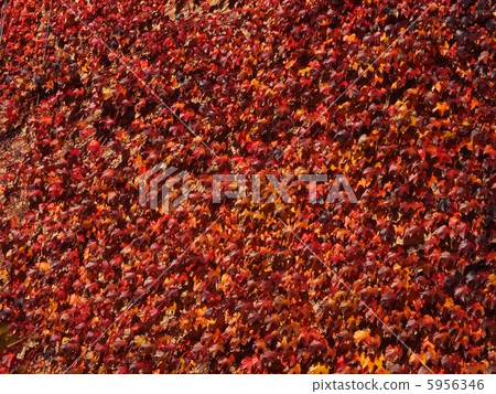 Autumn leaves vine on one wall Autumn leaves vine on one wall 5956346
