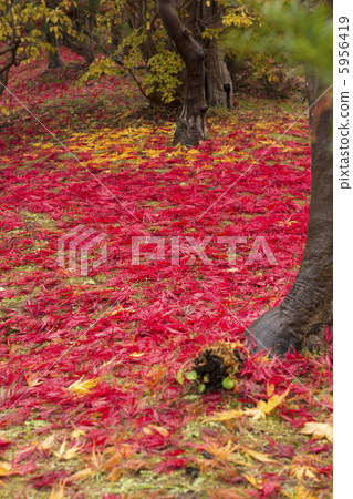 Fallen leaves  5956419