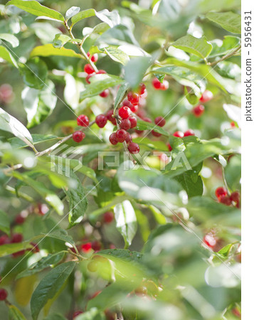 赤城的果實 5956431