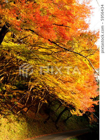 Autumn leaves of Yude Shinto shrine 5956434