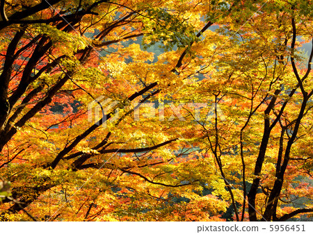 秋天的樹葉 秋天的樹葉 5956451
