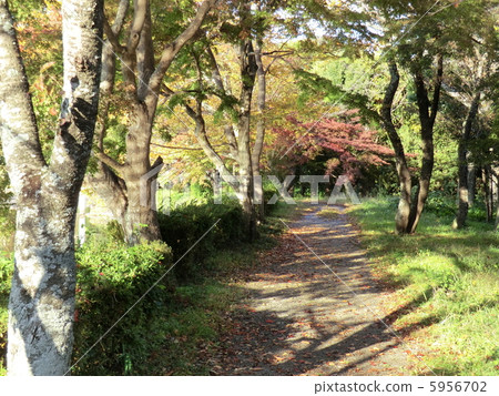 Walk way Walk way 5956702