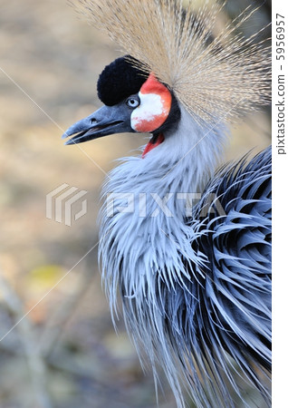 White-crowned crane 5956957