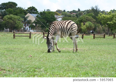 野生斑馬比勒陀利亞南非 5957065
