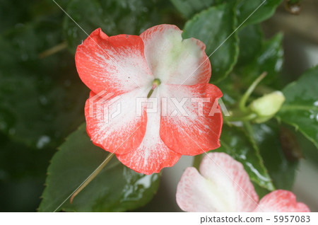 鳳仙花 5957083