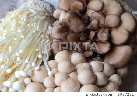 各種新鮮蘑菇,包括姬菇、金針菇和舞茸 各種新鮮蘑菇,包括姬菇、金針菇和舞茸 5957251