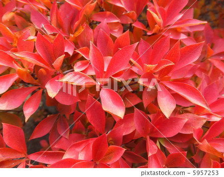 Daeda Dunziae Daeda Dunziae 5957253