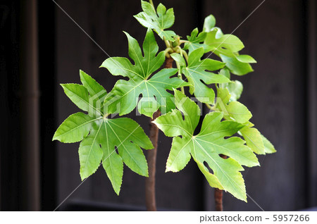 八角金盤-2 5957266