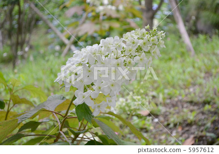 Kashiwaba hydrangea 5957612